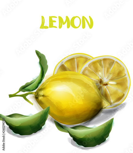 Lemon isolated Vector watercolor texture. Vintage fresh fruit backgrounds