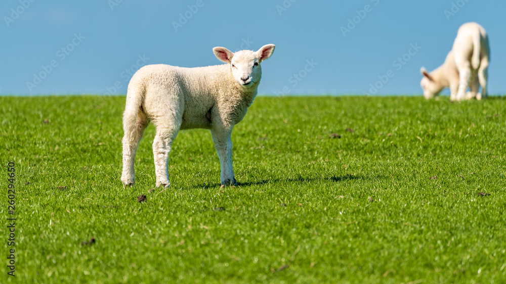 Obraz premium Curious lamb on a meadow looking into the camera
