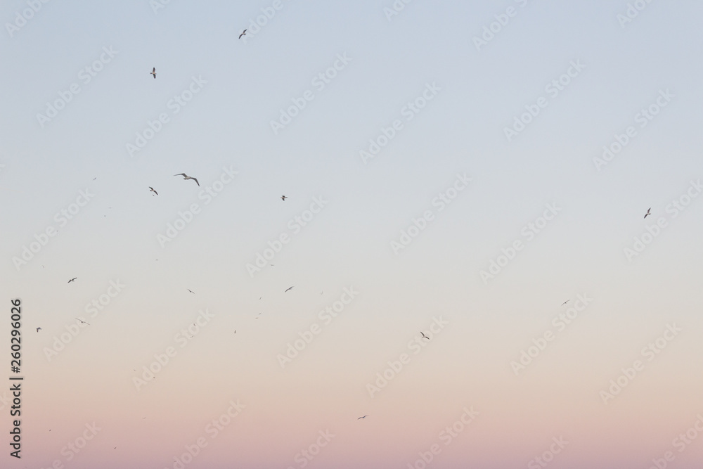 A flock of seagulls flying in a colorful sky, silhouette. A flock of seagulls flying in a colorful sky, silhouette.