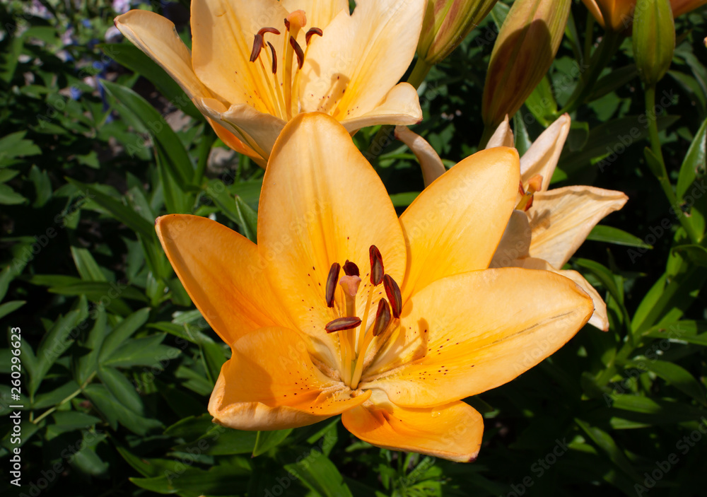 beautiful flowers growing in a flowerbed, a gift for March 8 beautiful flowers growing in a flowerbed, a gift for March 8