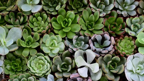 Group of cactus in a pot, succulent plant