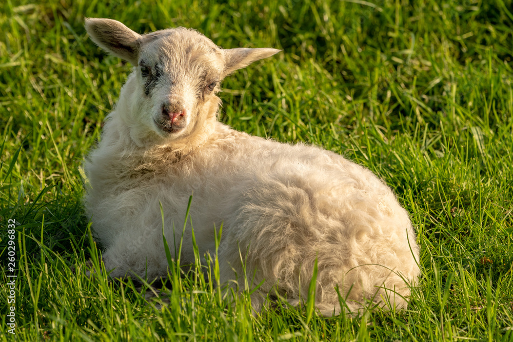Obraz premium Curious lamb on a meadow looking into the camera