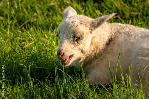 A lamb on a meadow