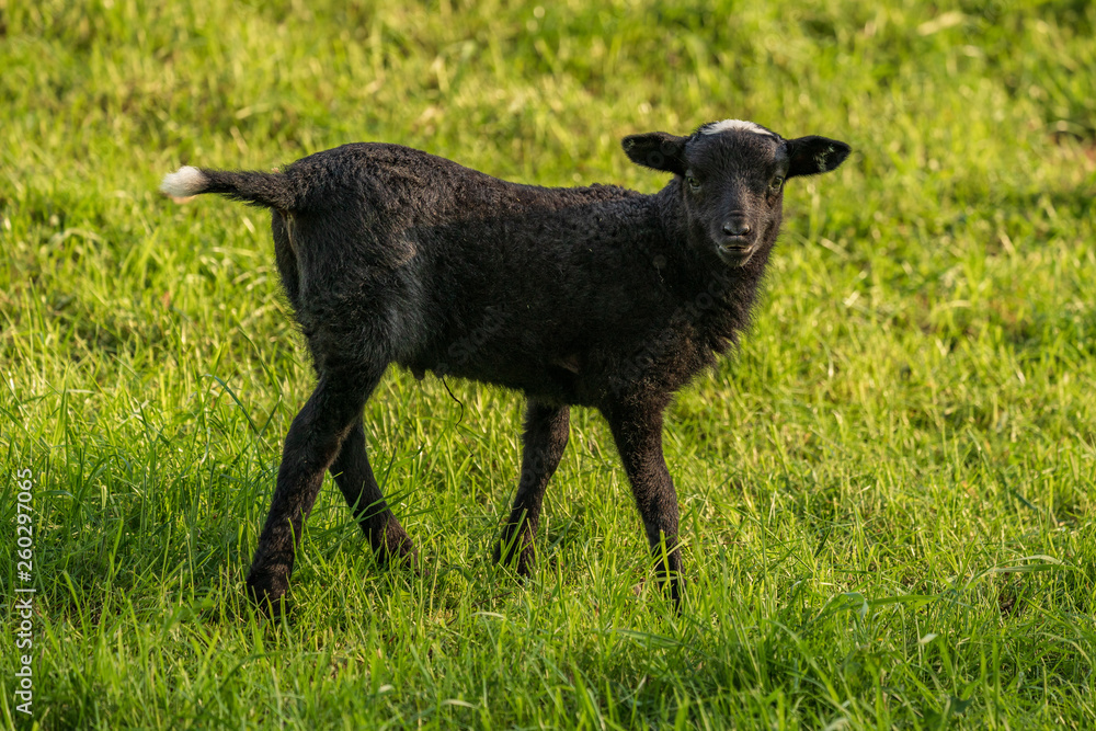 Curious lamb on a meadow looking into the camera Curious lamb on a meadow looking into the camera