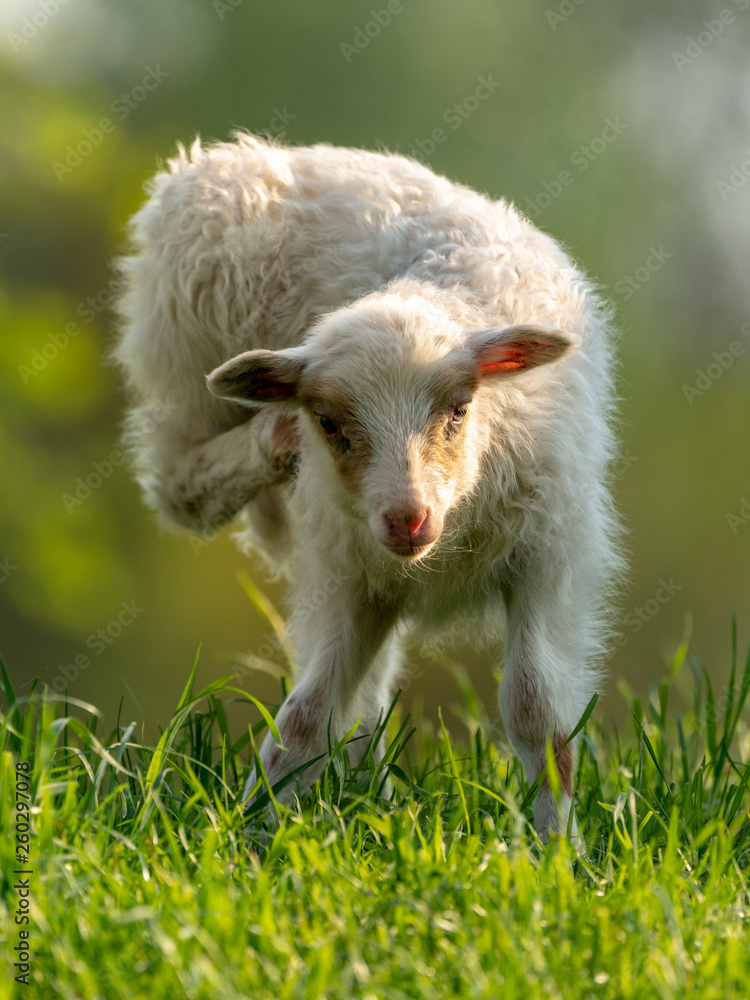 Obraz premium Curious lamb on a meadow looking into the camera