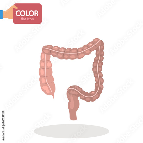 Human intestine color vector icon. Flat design