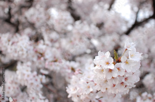 桜 © kami