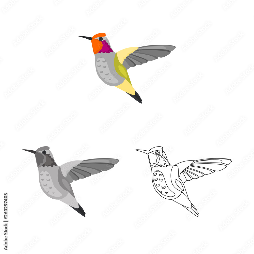 Flying hummingbird colored, line and monochrome icon set vector concept Flying hummingbird colored, line and monochrome icon set vector concept