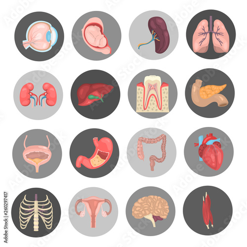 Human anatomy color vector icon set. Flat design