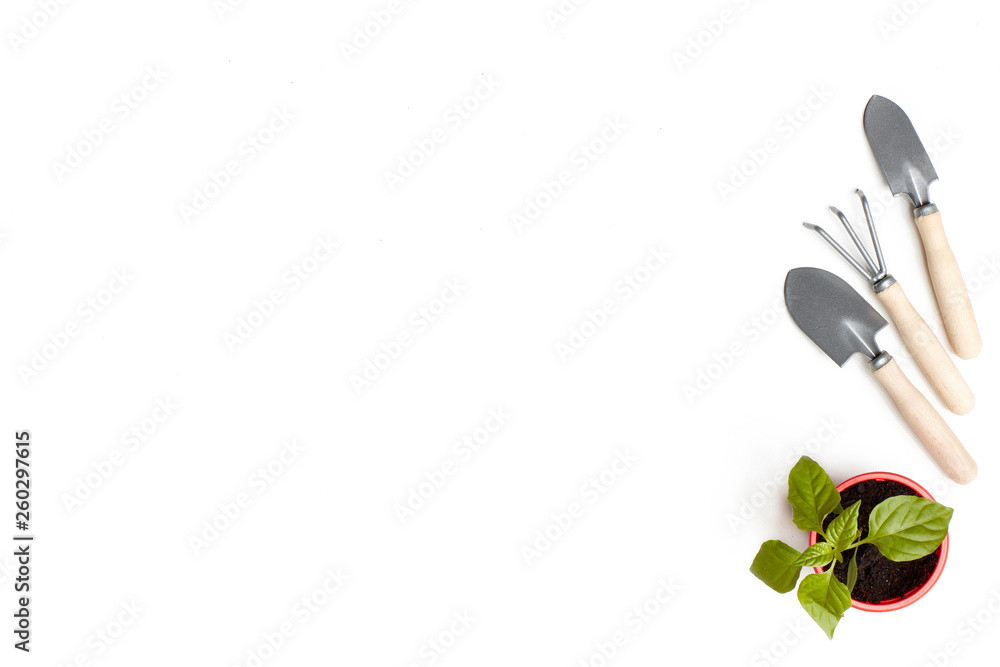 Seedlings and gardening tools Seedlings and gardening tools