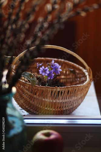 violet snowdrops hepatica in  the basket  spring background