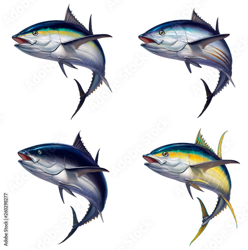 Big set of tuna fish isolated realistic illustration. Black fin tuna. Yellow tuna Atlantic tuna fish. photo