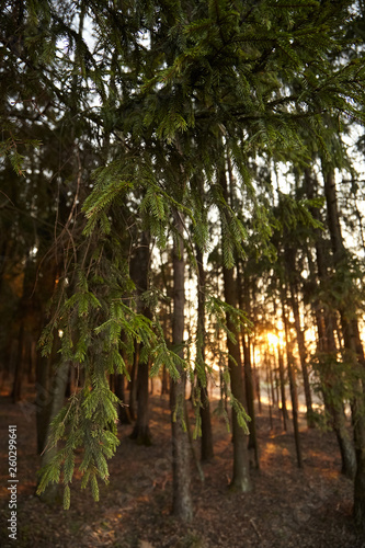 Fir branch in the rays of the setting sun. Nature in the evening forest