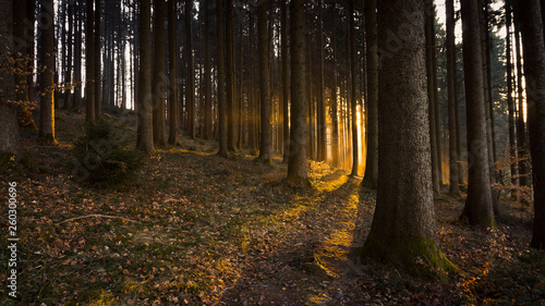 Sonnenaufgang im Wald