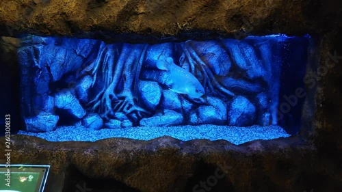 4K video view of arowana fish swimming in a aquarium with blue light photo