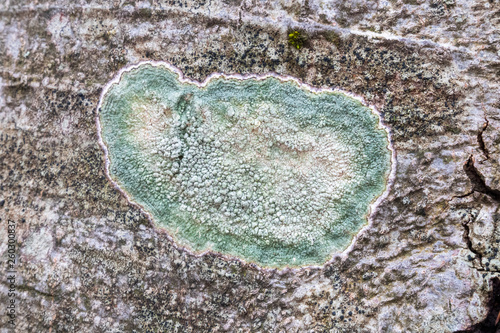 Bilde på lerret a lichen on a beech tree trunk by the color and shape of an abstract design
