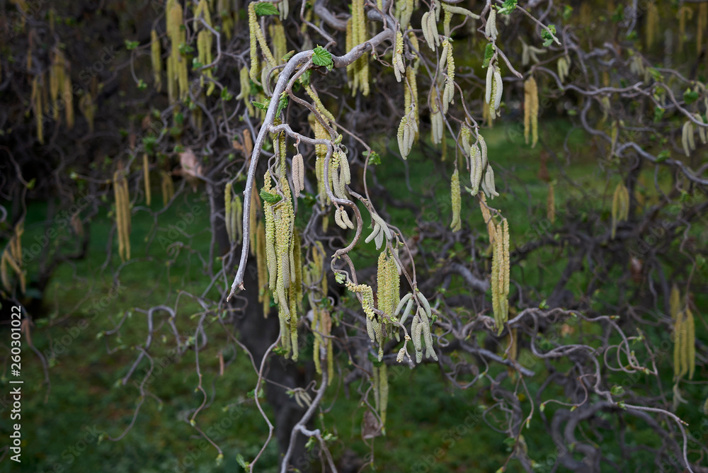 Fototapeta premium Corylus avellana contorta