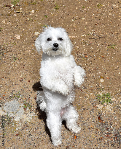 white little dog in the park