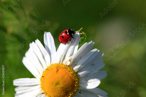 Ladybird on a beautiful daisy flower on a green meadow