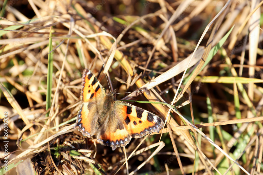 Obraz premium Aglais urticae, Nymphalis urticae. Macro. Butterfly on the bare stems of the grasses and late flowers