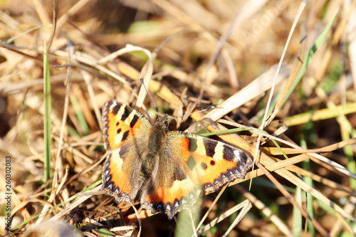 Aglais urticae, Nymphalis urticae. Macro. Butterfly on the bare stems of the grasses and late flowers © Александра Распопина