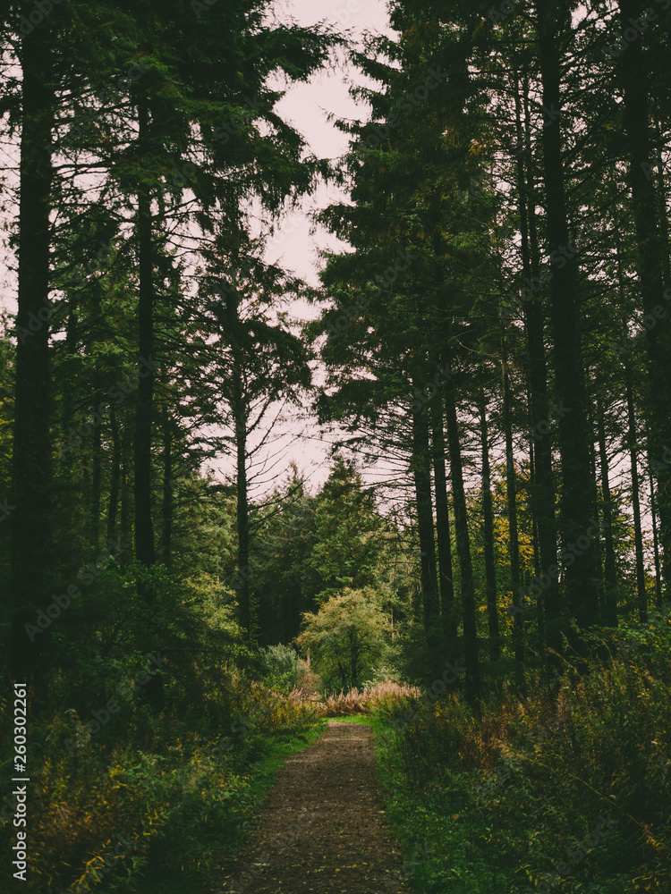 Obraz premium Woodland scene during autumn in the UK 2018. Image shows a section of an arboretum. 