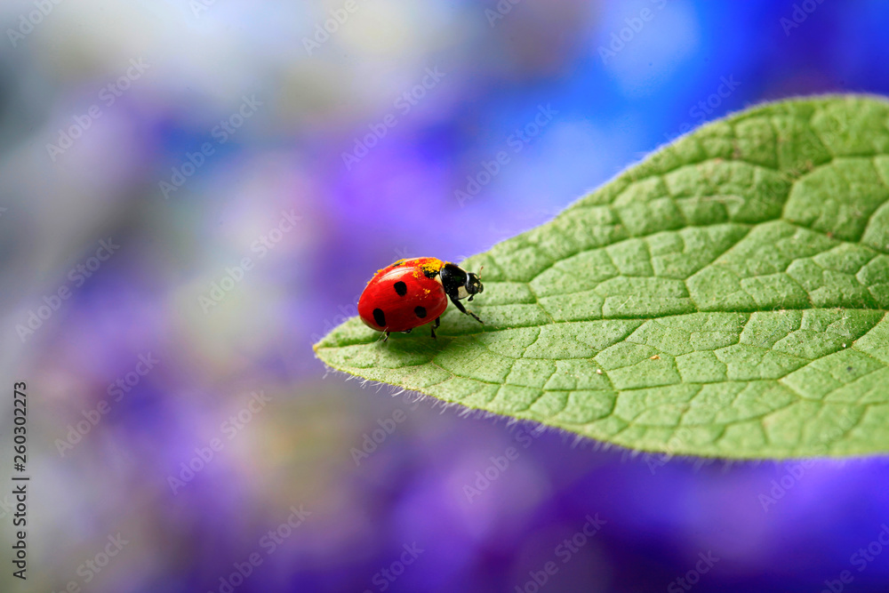 Obraz premium Lady bug on green leave of plant