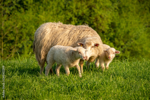 Two lambs and their mother in the grass