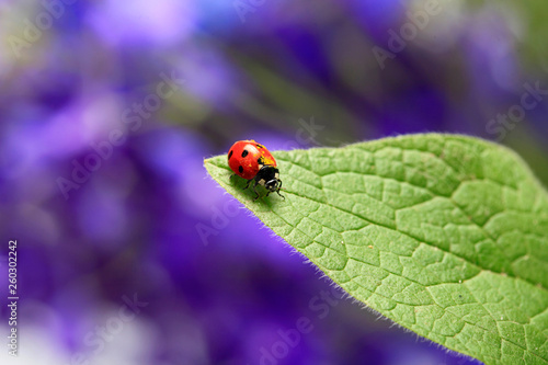 Ladybug creeps on a green leaf on a beautiful blue floral background