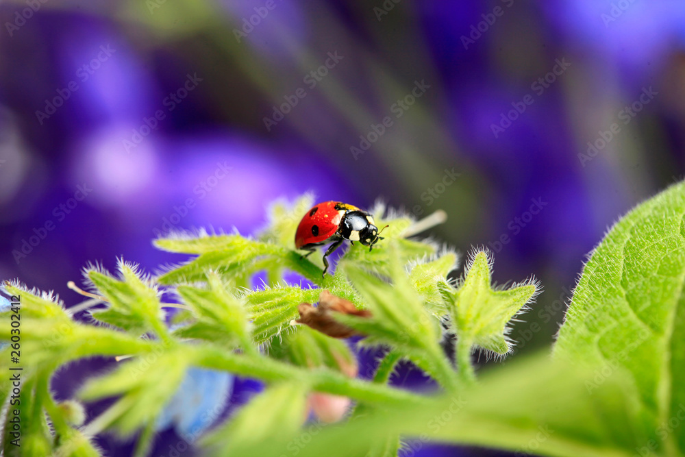 Naklejka premium Ladybug creeps on a green leaf on a beautiful blue floral background