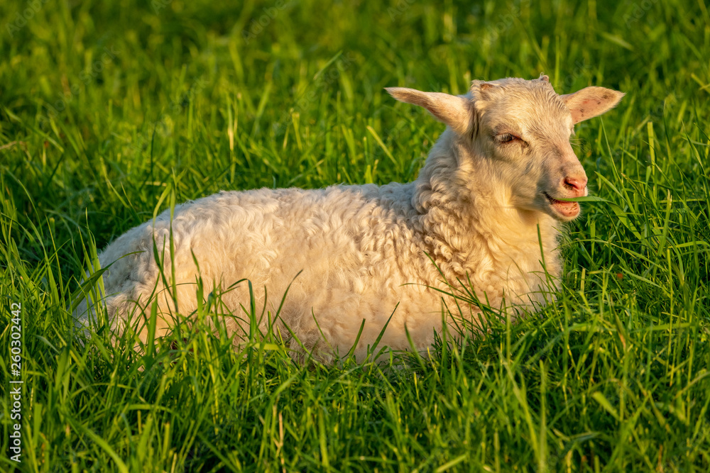 Naklejka premium A lamb on a meadow