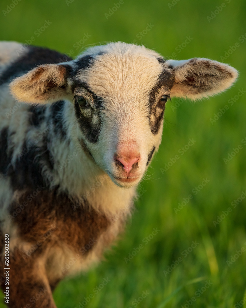 Fototapeta premium Curious lamb on a meadow looking into the camera