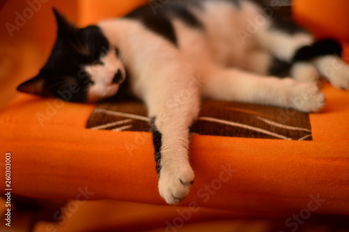 Czarno biały kot śpiący na pomarańczowo-brązowym fotelu, zbliżenie na wyciągniętą łapę na pierwszym planie 1