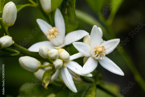 orange tree branch and blossoms. close up flower photo