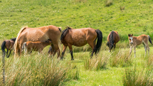 A horse and a foal on a meadow