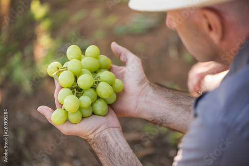 Man holding bunch of white grapes in hands
