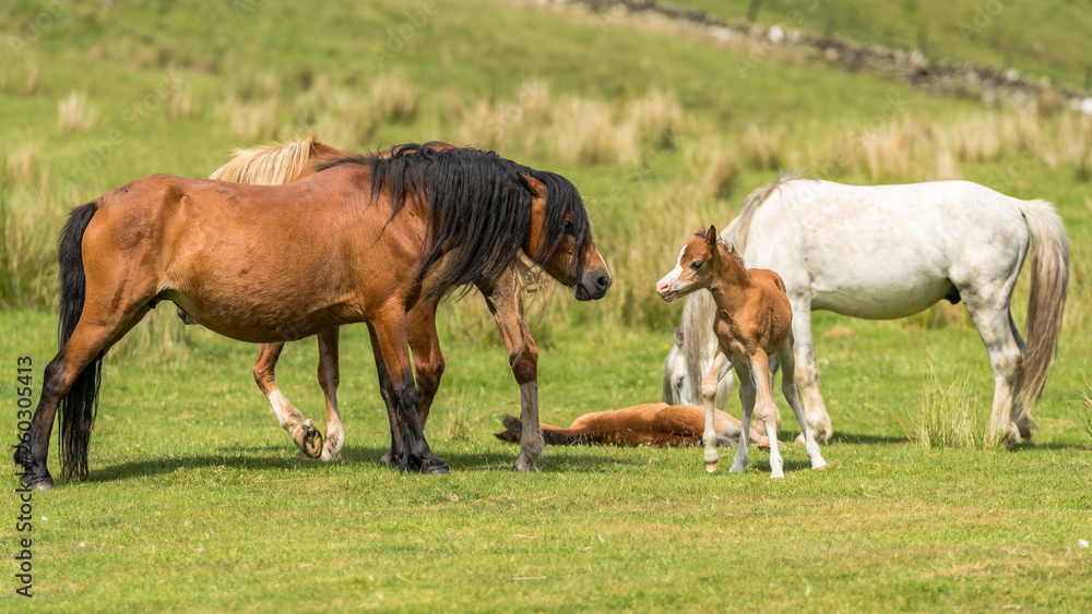 Horses and foals on a meadow Horses and foals on a meadow