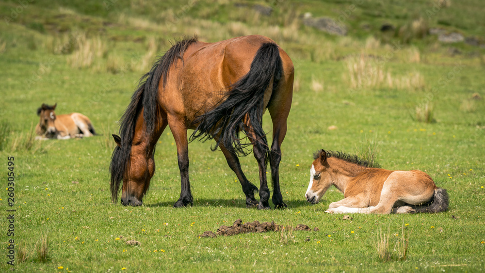 Horses and foals on a meadow Horses and foals on a meadow