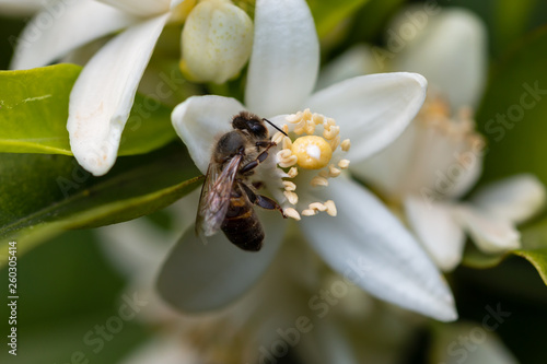 honey bee on orange tree blossom. close up macro flower photo