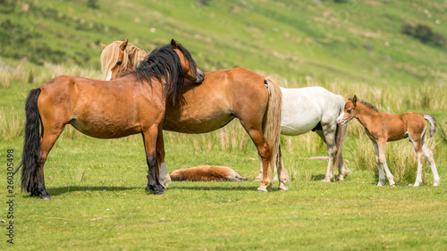 Horses and foals on a meadow © Bernd Brueggemann
