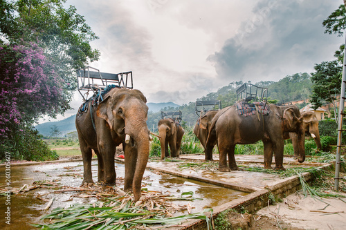 Elephants in the park Prenn. Vietnam