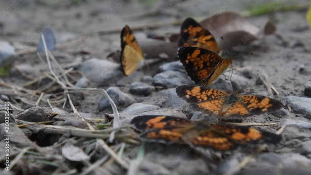 Silvery Checkerspot Butterflies In Drying Mud Puddle in Late Summer Silvery Checkerspot Butterflies In Drying Mud Puddle in Late Summer