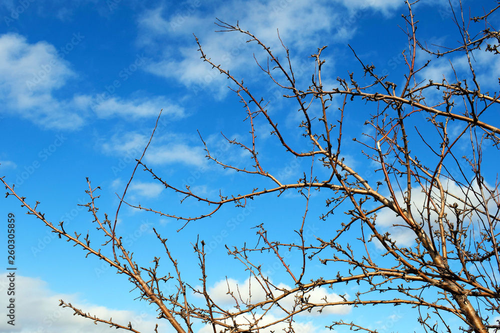 branches of tree against blue sky branches of tree against blue sky