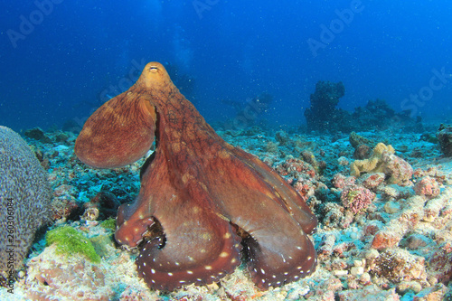 Octopus underwater scuba diving 