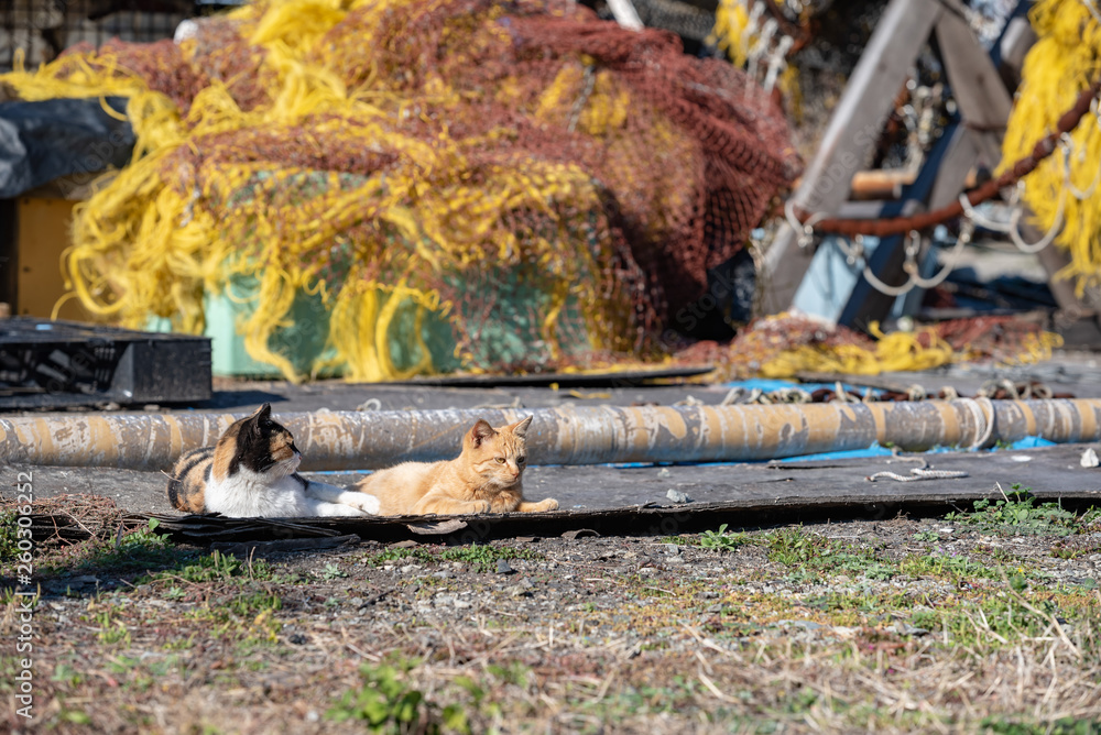 Stray cat in a fishing village, Red tabby and calico cat Stray cat in a fishing village, Red tabby and calico cat