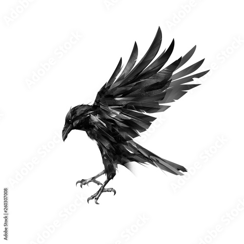 flying crow side view on white background