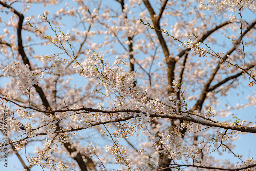 Sakura (Cherry Blossom) blooming in spring around Ueno Park in Tokyo , Japan. Sakura (Cherry Blossom) blooming in spring around Ueno Park in Tokyo , Japan.