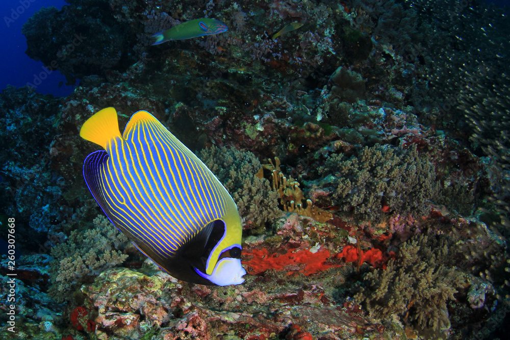 Obraz premium Coral reef and fish in Indian Ocean 