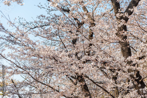 Sakura (Cherry Blossom)  blooming in spring around Ueno Park in Tokyo , Japan.