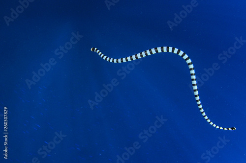 Banded Sea Krait (Snake)